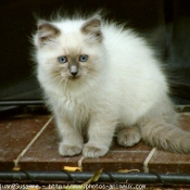 Photo de Ragdoll