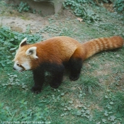 Photo de Panda roux