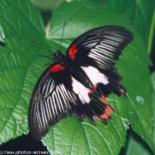 Photo de Papillon