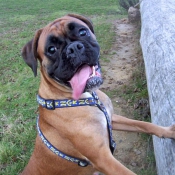 Photo de Boxer