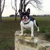 Photo de Bouledogue franais