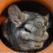 Photo de Chinchilla