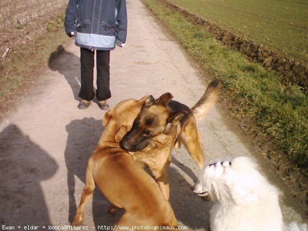 Photo de Berger allemand  poil court