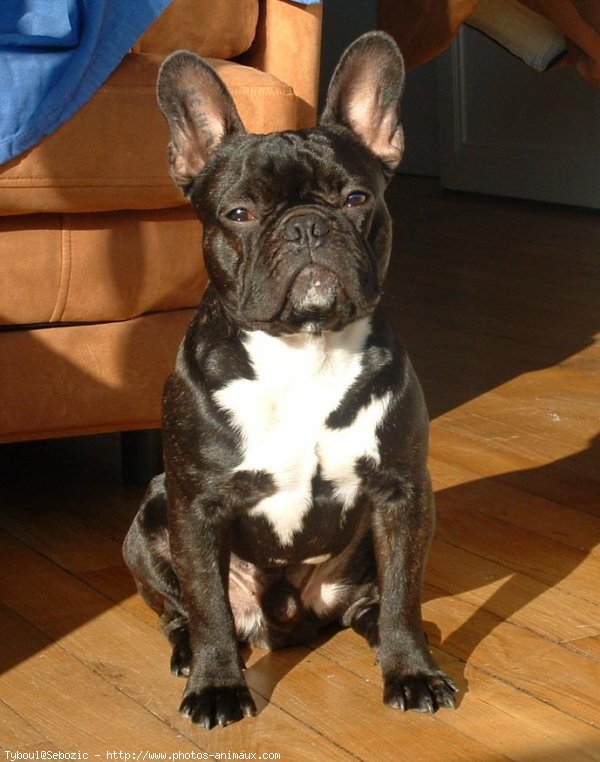 Photo de Bouledogue franais