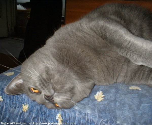 Photo de Chartreux