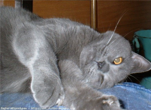 Photo de Chartreux