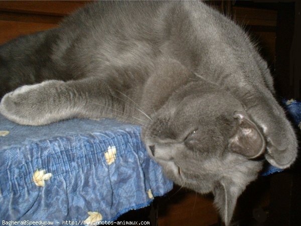 Photo de Chartreux