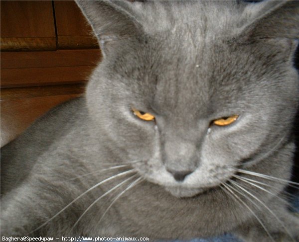 Photo de Chartreux