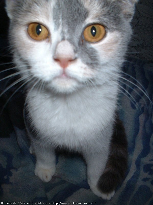 Photo de Scottish fold