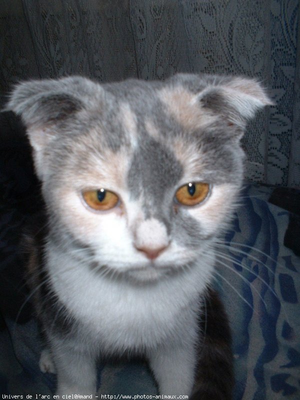 Photo de Scottish fold