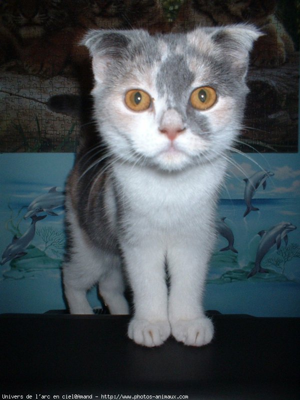 Photo de Scottish fold