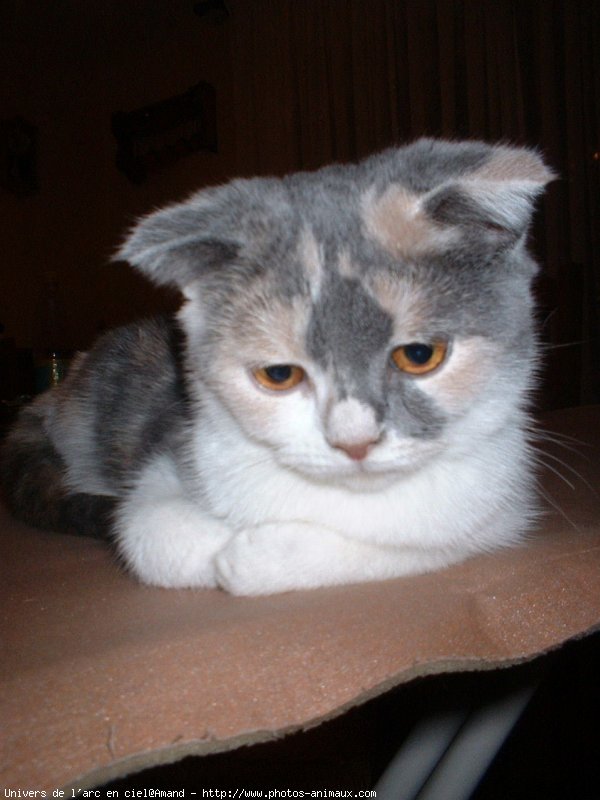 Photo de Scottish fold