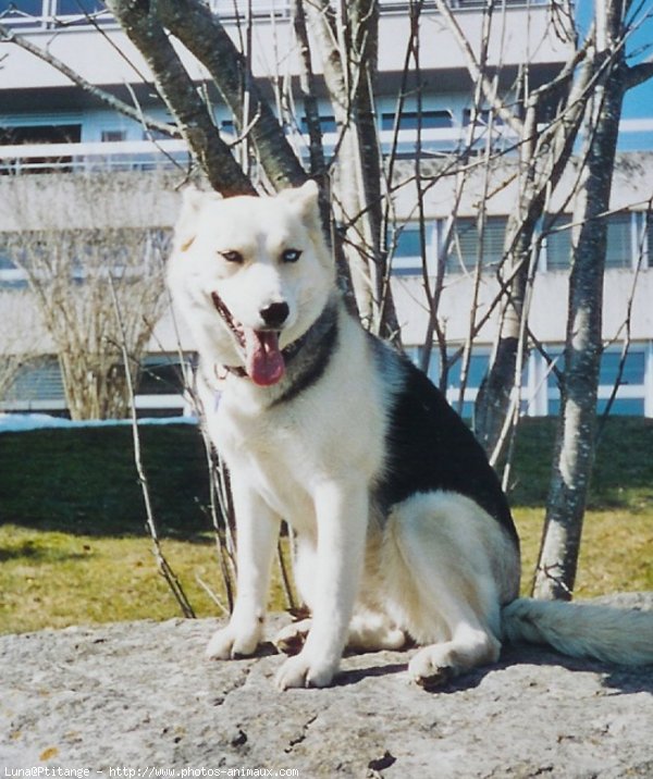 Photo de Husky siberien