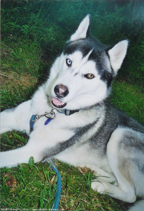 Photo de Husky siberien