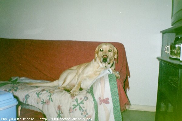 Photo de Labrador retriever