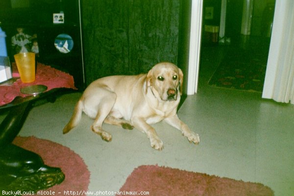 Photo de Labrador retriever