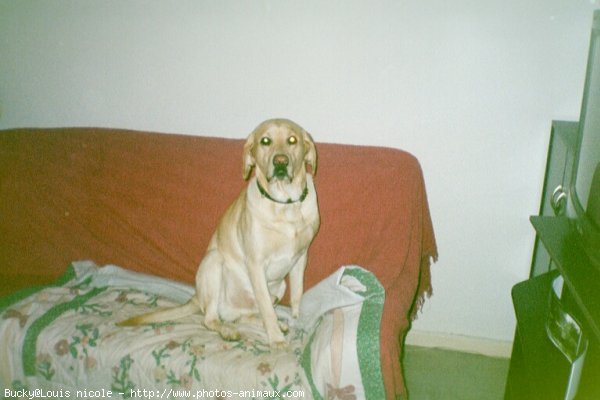 Photo de Labrador retriever