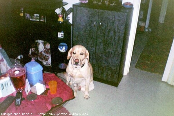 Photo de Labrador retriever