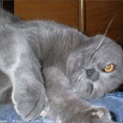 Photo de Chartreux