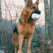 Photo de Berger allemand  poil court