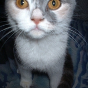 Photo de Scottish fold