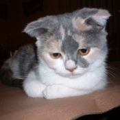 Photo de Scottish fold