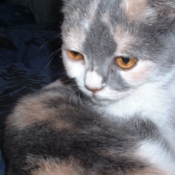 Photo de Scottish fold