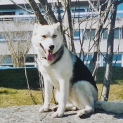 Photo de Husky siberien