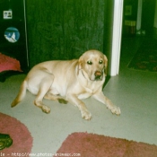 Photo de Labrador retriever