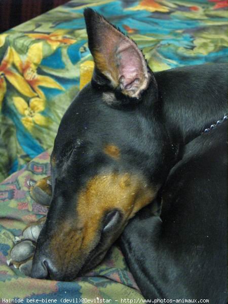 Photo de Dobermann