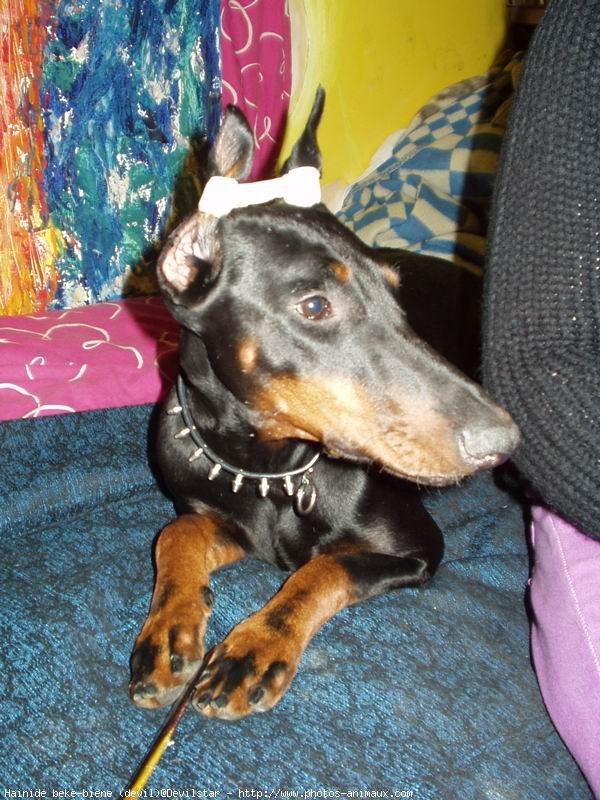 Photo de Dobermann