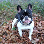 Photo de Bouledogue franais