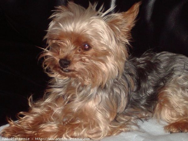 Photo de Yorkshire terrier