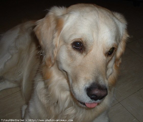 Photo de Golden retriever