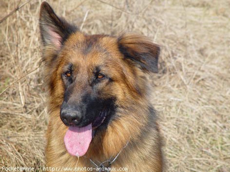 Photo de Berger allemand  poil court