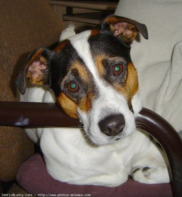 Photo de Jack russell terrier