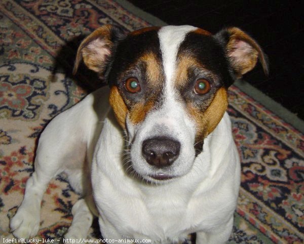 Photo de Jack russell terrier