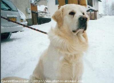 Photo de Golden retriever