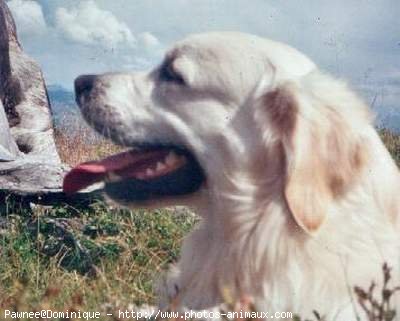 Photo de Golden retriever