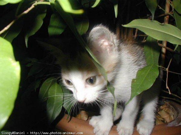 Photo de Chat domestique