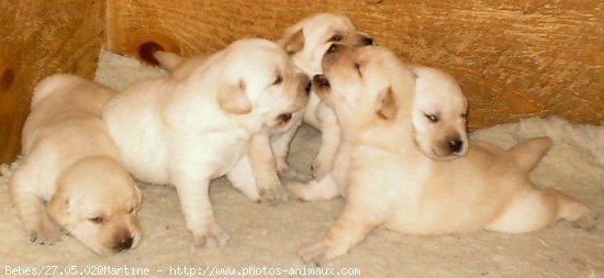 Photo de Labrador retriever