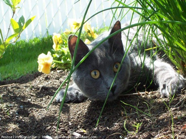 Photo de Chartreux