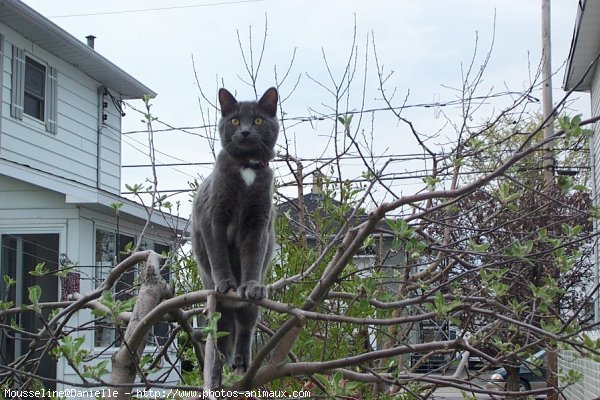 Photo de Chartreux