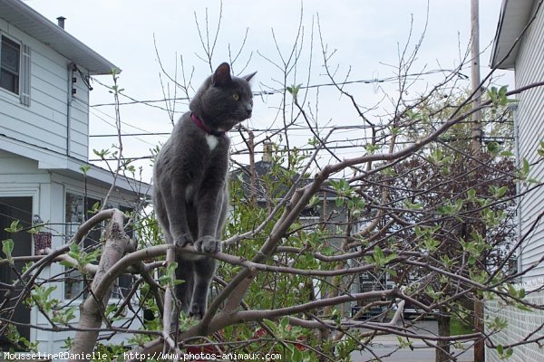 Photo de Chartreux