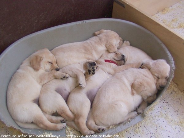 Photo de Labrador retriever