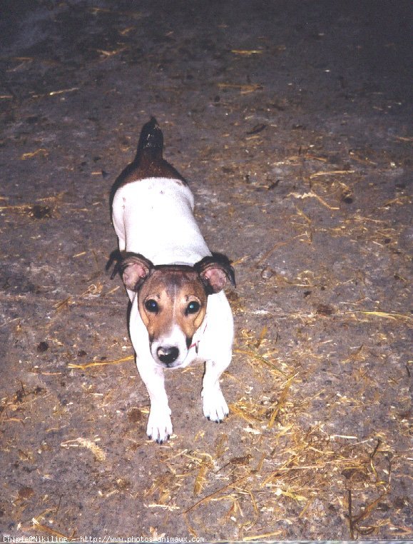 Photo de Jack russell terrier