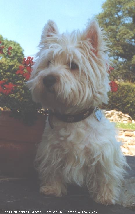 Photo de West highland white terrier