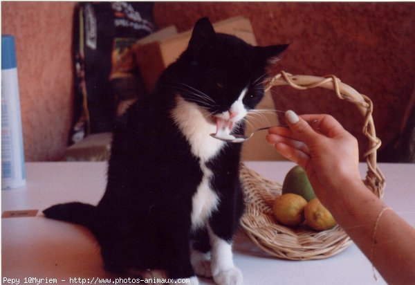 Photo de Chat domestique