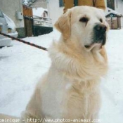 Photo de Golden retriever