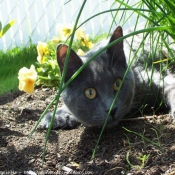 Photo de Chartreux